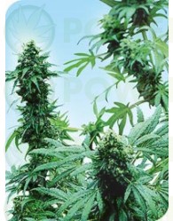 Semilla Early Skunk Cannabis Regular, plantas macho y hembra.  Las Mejores Semillas de Cannabis Regulares de Sensi Seeds al mejor precio en nuestras tiendas Docotr Cogollo GrowShop y PowerCogollo.com Un híbrido excelente entre Skunk #1® y Early Pearl®.  L
