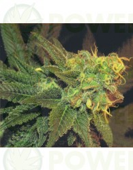 ESE T. Bilbo Auto (Genehtik Seeds) Semilla Autofloración feminizada Cannabis