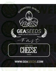 Fast Cheese Feminizada (Gea Seeds)