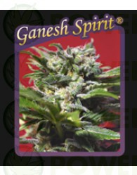 Ganesh Spirit 