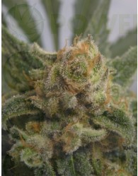 Grapegum (Ripper Seeds) Semilla Cannabis Feminizada