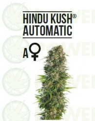 Hindu Kush Automatic (Sensi Seeds)