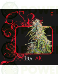Ira Ak (7 Pekados Seeds)