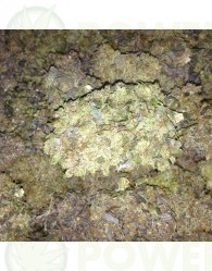 King Kong Five (Mano Verde Seeds) Semilla Feminiza Cannabis-Marihuana