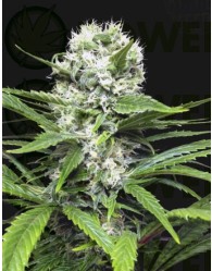Coleccionista 1 (Ripper Seeds) 6 Semillas Feminizadas de Cannabis