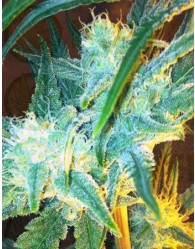 Lili (Mano Verde Seeds) Semilla Feminiza Cannabis-Marihuana