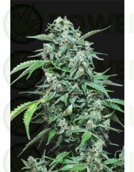 Maxi Haze Automatic (GRass-o-Matic) Semilla feminizada Autofloreciente Cannabis