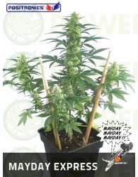 May Day Express (Positronics Seeds)