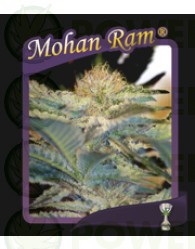 Mohan Ram (Sweet Seeds) Feminizada
