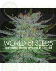 New York Special (World of Seeds) Feminizada