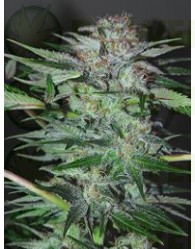 Northern Dwarf Auto (Profesional Seeds) SEmilla Feminizada Autofloreciente Cannabis