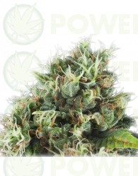 Power Flower (Royal Queen Seeds)