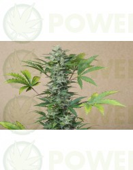 Semillas de Marihuana Roadrunner Autoflowering Autofloreciente de Dinafem.