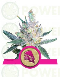 Royal Cheese (Royal Queen Seeds) Fast Flowering