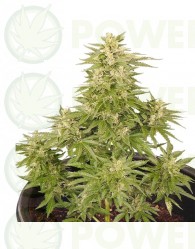 Royal Critical Automatic (Royal Queen Seeds)