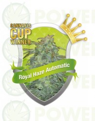 Semillas Royal Haze Automatic Feminizadas Cannabis Autofloreciente de Royal Queen Seeds