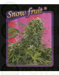 Snow Fruit 