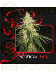 Soberbia Jack (7 Pekados Seeds) Semilla feminizada Marihuana