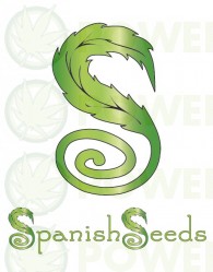 Sour Diesel x White Widow (Spanish Seeds) 