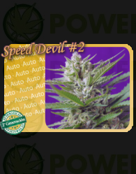Speed Devil #2 Auto (Sweet Seeds)