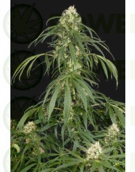 Semilla cannabis Super Silver (Dinafem Seeds)