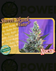 Sweet Skunk Autofloreciente (Sweet Seeds)