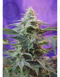 Sweet Special (F1 Fast Version) Sweet Seeds