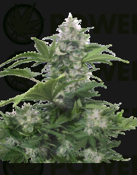 White Dwarf Auto (Buddha Seeds) Semilla Autofloreciente Cannabis Feminizada