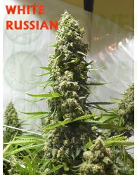 White Russian Regular (Serious Seeds)