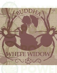 Buddha White Widow Feminizada Classics (Buddha Seeds)