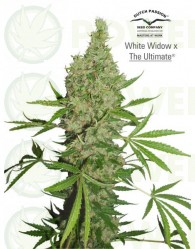  White Widow x The Ultimate Regular (Dutch Passion)