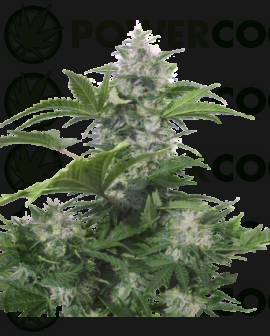 Semilla Autofloreciente White Dwarf Cannabis regular de Buddha Seeds