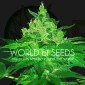 Afgan Kush Feminizada (World of Seeds)