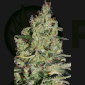 Auto Critical (SeedMakers)