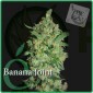 Banana Joint Feminizada (Elite Seeds)