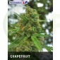 GrapeFruit (Positronics Seeds)