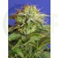 Green Poison (F1 Fast Version) Sweet Seeds