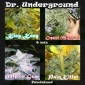 SURPRISE KILLER MIX 8 (Dr. Underground Seeds)