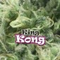 King Kong Feminizada (Dr. Underground Seeds)
