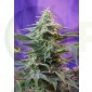Sweet Special (F1 Fast Version) Sweet Seeds