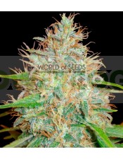 Semilla feminizada 100% Afghan Kush x Skunk (World of Seeds) Cannabis Medicinal.