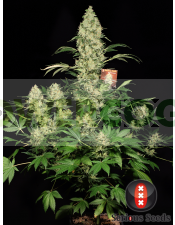 ak47-female-cannabis-seeds-serious
