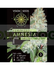 Amnesia (Vision Seeds), Semilla Feminizada