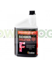 bachumus-evolution-floracion-trabe