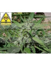 Biohazard Seeds Semilla marihuana feminizada Coleccionista #1 