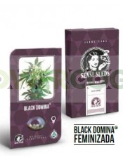 Black Domina Feminizada (Sensi Seeds)