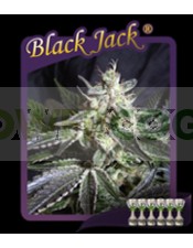 Black Jack (Sweet Seeds) Feminizada