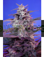 Bloody Skunk Auto (The Red Family) Sweet Seeds