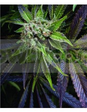 Blue Pyramid (Pyramid Seeds) Semilla Feminizada Cannabis
