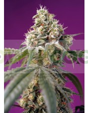 bruce-banner-auto-sweet-seeds